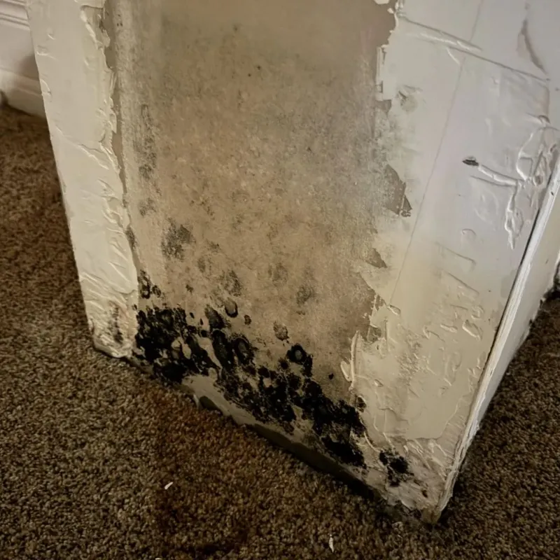 Professional Mold Removal in Middleton, ID